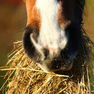 voedingsmanagement van het paard