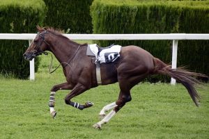 Voedingsadvies voor sport- en prestatiepaarden