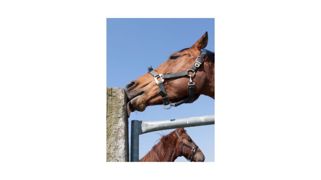 Paarden die niet over een zoutblok beschikken zullen actief proberen om aan die behoefte te voldoen.
