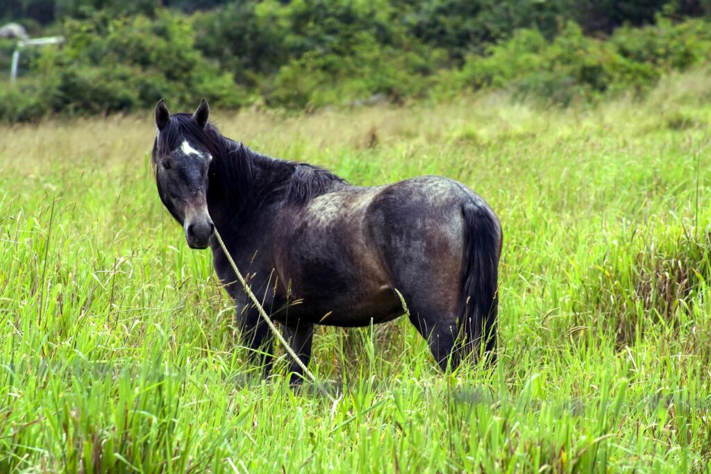 nazorg weidegang paard